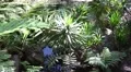 4k High angle tilt shot visitors in tropical garden Madeira 4k or 4k+ Resolution