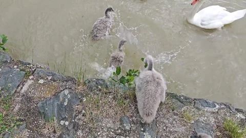 4K High Angle View of Mute Swan Cygnets Jumping into River Water Stock Footage 337952266