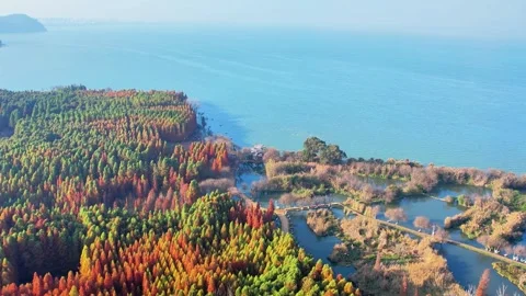 4K High Angle View of Seagulls Over Red Forest Stock Footage 332383792