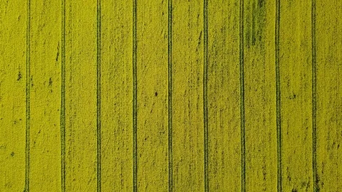 4K. High flight above blooming yellow rapeseed field at sunny day, aerial view. Video stock 76122352