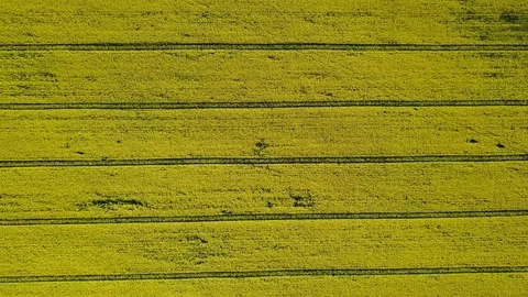 4K. High flight above blooming yellow rapeseed field at sunny day, aerial view. Stock Footage 76123620