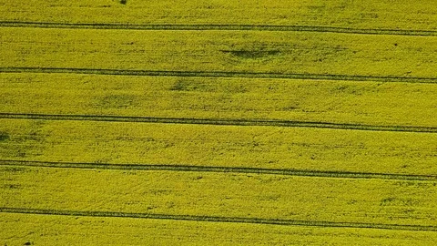 4K. High flight above blooming yellow rapeseed field in spring, aerial top view. Video stock 85198543