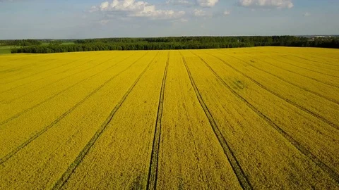 4K. High flight and takeoff above blooming yellow rapeseed field at sunny day. 스톡 동영상 76128620
