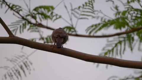 4K High Frame Rate (120fps) Footage of White-spectacled Bulbul (Pycnonotus xanth Stock Footage 318726700