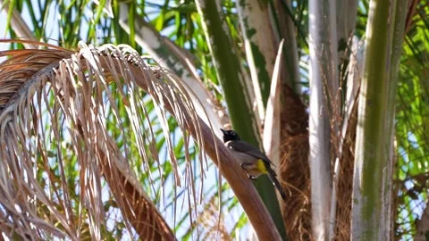 4K High Frame Rate Footage (120fps) of White-spectacled Bulbul (Pycnonotus xanth Stock Footage 318726752