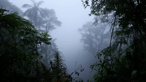 4K High humidity and fog of rainforest through leaves and trees in jungle Brazil Video stock 75249257