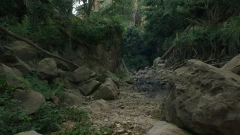 4K High Humidity Of Rainforest Through Leaves And Trees In forest Stock Footage 259602607