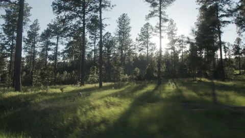 4K High Quality Black Hills Custer State Park Car POV #6 Prores 444 (Color Stock Footage 138619088