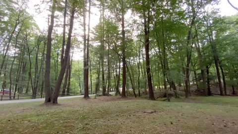 4K High Quality Canopy of Trees in a park low angle tilt shot. (LOG C color) Stock Footage 138125852