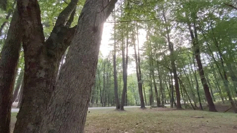 4K High Quality Canopy of Trees in a park. (LOG C color) Stock Footage 138126342