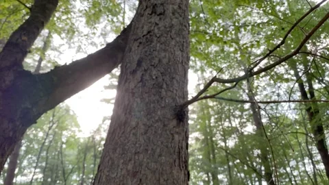 4K High Quality Canopy of trees #1. (LOG C color) Stock Footage 138129346