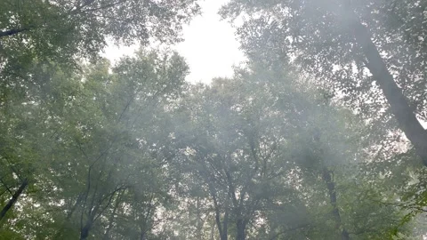 4K High Quality Forrest Trees with campfire smoke. (LOG C color) Stock Footage 138129025