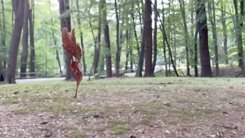 4K High Quality Leaf Hanging from spiderweb in a forrest. (LOG C color) Stock Footage 138128672
