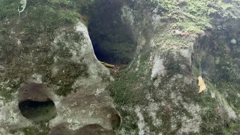 4K High Quality Moss on a rock. (LOG C color) Stock Footage 138128414