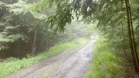 4K High Quality Pouring rain on a forrest dirt road. (LOG C color) Stock Footage 138127564