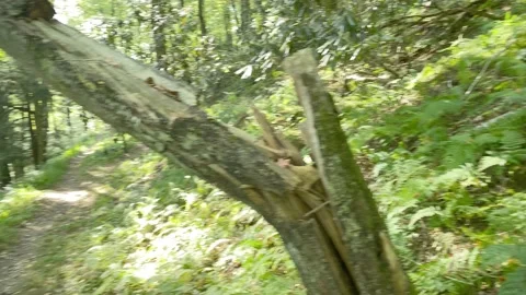 4K High Quality Spit tree on hiking trail. (LOG C color) Stock Footage 138125544