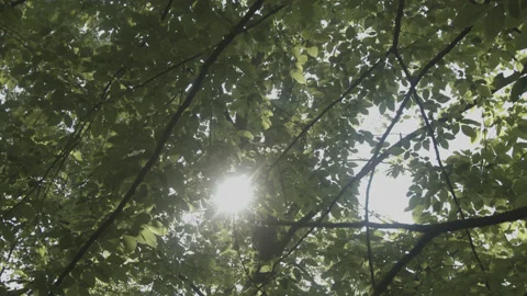 4K High Quality Sun shining through green trees. (Prores 444 LOG color) Stock Footage 137832845