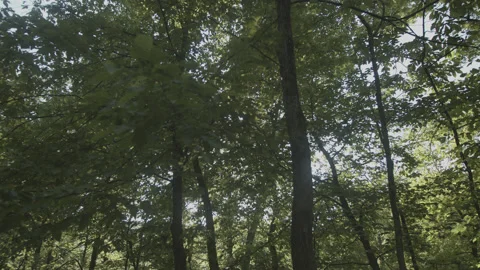 4K High Quality Sun shining through green trees #2 (Prores 444 Log color) Stock Footage 138882029