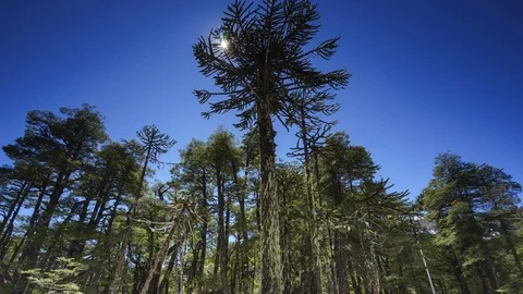 4K High quality Timelapse of  landscape of Conguillio national park, Chile Stock Footage 98318698