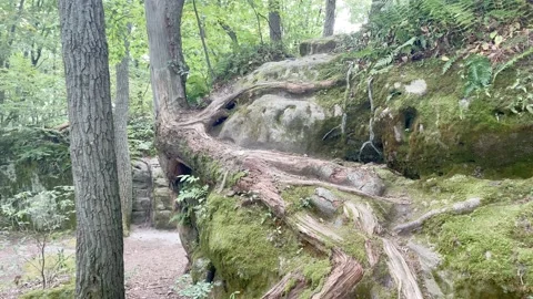 4K High Quality Tree growing out of a rock. (LOG C color) Stock Footage 138126105