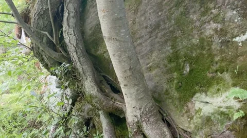 4K High Quality Tree growing out of a rock #2. (LOG C color) Stock Footage 138126857