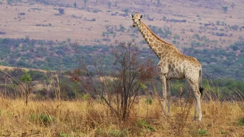 A 4K High Res clip of a giraffe gracefully walking through the bushveld, Stock Footage 290232996