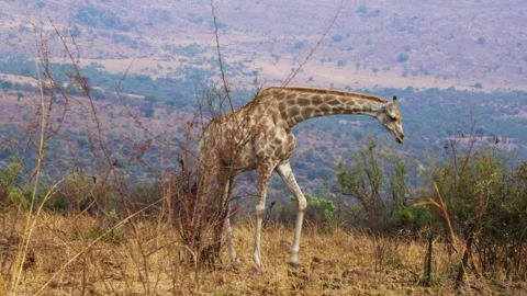 A 4K High Res clip of a giraffe gracefully walking through the bushveld, scannin Stock Footage 290233099
