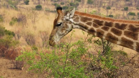 A 4K High Res clip of a giraffe gracefully walking through the bushveld, scannin Stock Footage 290233100