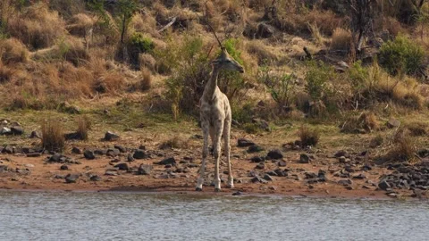 A 4K High Res clip of a giraffe gracefully walking through the bushveld, scannin Stock Footage 290233137