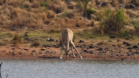 A 4K High Res clip of a giraffe gracefully walking through the bushveld, scannin Stock Footage 290233155