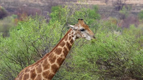 A 4K High Res clip of a giraffe gracefully walking through the bushveld, scannin Stock Footage 290233157