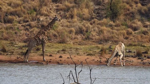 A 4K High Res clip of a giraffe gracefully walking through the bushveld, scannin Stock Footage 290233182
