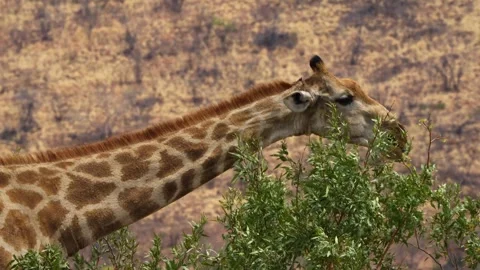 A 4K High Res clip of a giraffe gracefully walking through the bushveld, scannin Stock Footage 290233183