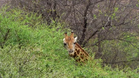 A 4K High Res clip of a giraffe gracefully walking through the bushveld, scannin Stock Footage 290233254