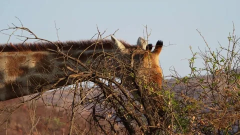 A 4K High Res clip of a giraffe gracefully walking through the bushveld, scannin Stock Footage 290233283