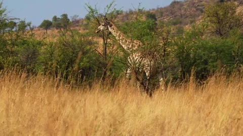 A 4K High Res clip of a giraffe gracefully walking through the bushveld, scannin Stock Footage 290233284
