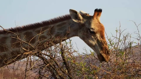 A 4K High Res clip of a giraffe gracefully walking through the bushveld, scannin Stock Footage 290233295