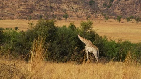 A 4K High Res clip of a giraffe gracefully walking through the bushveld, scannin Stock Footage 290233322