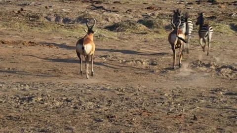 A 4K High Res clip of a herd of hartebeest pushing and shoving Stock Footage 290233362
