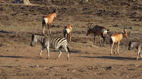 A 4K High Res clip of a herd of hartebeest pushing and shoving Stock Footage 290233376