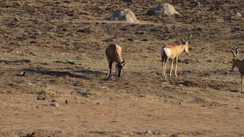 A 4K High Res clip of a herd of hartebeest pushing and shoving Stock Footage 290233402