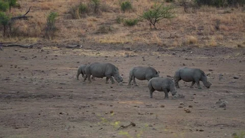 A 4K High Res clip of a herd of rhinos walking across an open riverbank Stock Footage 290233929