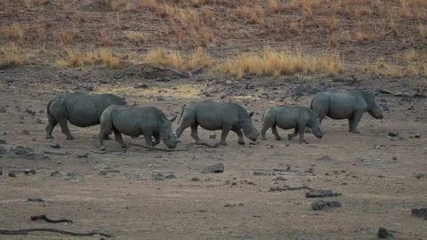 A 4K High Res clip of a herd of rhinos walking across an open riverbank, Stock Footage 290233937