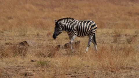 A 4K High Res clip of a herd of zebras walking through the bushveld, gracefully Stock Footage 290234316