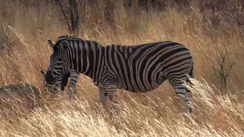 A 4K High Res clip of a herd of zebras walking through the bushveld, gracefully Stock Footage 290234682