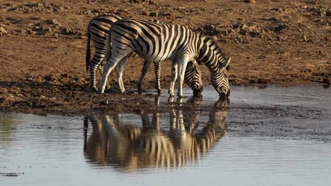 A 4K High Res clip of a herd of zebras walking through the bushveld, gracefully Stock Footage 290234871