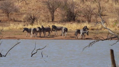 A 4K High Res clip of a herd of zebras walking through the bushveld, gracefully Stock Footage 290234874