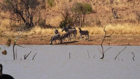 A 4K High Res clip of a herd of zebras walking through the bushveld, gracefully Stock Footage 290235353