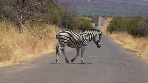 A 4K High Res clip of a herd of zebras walking through the bushveld, gracefully Stock Footage 290235437