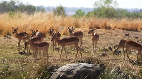 A 4K High Res clip of an impala standing gracefully beside a watering hole, Stock Footage 290233655